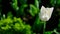White tulip closeup on green background