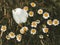 A white tulip emerges from the ground among a group of daisies