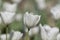 white tulip in field