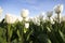 White tulip field III