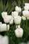 White tulip flower