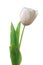 White tulip flower