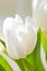 White tulip flower