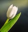 White tulip flower, black gradient background, close up