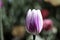 White tulip flower closeup in nature. A flower with pink veins grows in a field