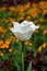 White tulip flower in the garden, springflower in bloom