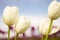 White Tulip Flowers with blurred background blue sky red purple green horizontal