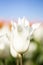 White Tulip Flowers with blurred white, orange, and blue background horizontal Vertical