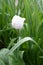 White Tulip Flowers In Blurry Spring Background