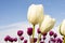 White Tulip Flowers centered with blurred background of blue sky and purple red flowers