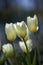 White tulip flowers growing in a backyard garden. Beautiful flowering plants beginning to blossom on a green field. Bush