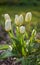 White tulip flowers growing, blossoming and flowering in lush green home garden, symbolising love, hope and growth