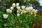 White tulip flowers growing in a garden. Beautiful flowering plants beginning to blossom on a field or forest. Pretty