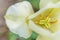 White tulip flowers in spring time. Close up macro of fresh spring flower in garden. Soft abstract floral poster, extremely macro