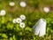 A white tulip in a garden with daisies in the background