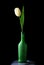 White tulip in green bottle