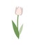 White Tulip with Green Foliage, Isolated Icon