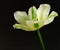 White tulip with green lines