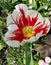 White tulip head splashed with red