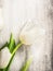 White tulip on old gray wooden background