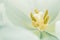 White tulip, pistil and stamen. Empty space for text