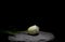 White Tulip on stone under a dim light on black background fram