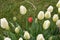 White tulip, tulip time, spring background