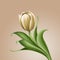 White tulip vintage floral illustration, isolated flower design element