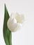 White tulip on white background