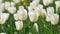 White tulips