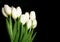 White Tulips