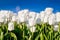 White tulips against the blue sky. Floral background. A field with rows of tulips. Clear sky.