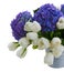 White tulips and blue hortensia flowers close up