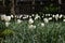 White Tulips at Bryant Park during Spring in New York City