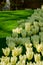 White tulips close up in Holland , spring time flowers in Keukenhof