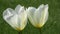 White tulips close-up. Photo taken in the garden