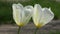 White tulips close-up. Photo taken in the garden