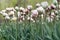 White tulips, close view, Botanic Garden, Varna