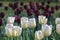 White tulips closeup in spring