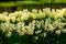 White tulips and daffodil close up in Holland , spring time flowers in Keukenhof