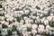 White tulips on a flower bed in the park in spring. Landscaping. Vintage film aesthetic.