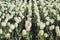 White tulips flowerbed. Beautiful field of white tulips. White tulips in the spring garden