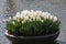 White tulips flowres in the pond in front of the Rijksmuseum in Amsterdam