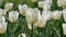 White tulips in garden