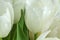 White tulips with green leaves
