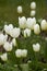 White tulips growing in a garden. Didiers tulip from the tulipa gesneriana species blooming in spring in nature. Closeup