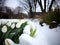 White tulips growing throgu the snow in the garden