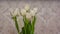White Tulips at home