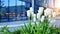 White tulips with modern geometric glass building in the background