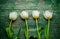 White tulips over shabby green wooden table